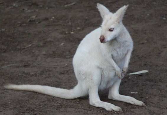 WhiteWallaby